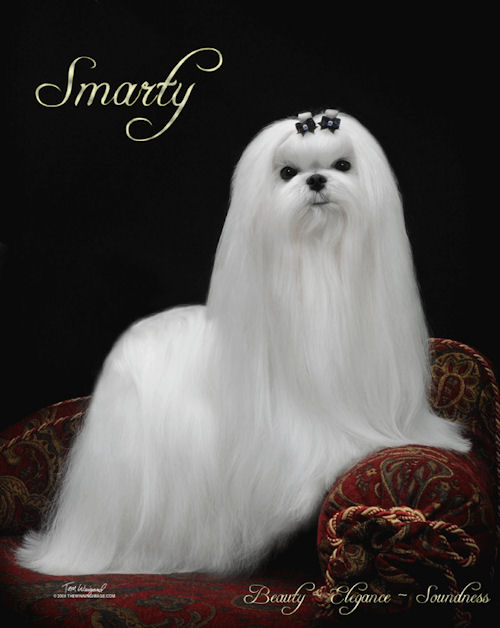 Smarty