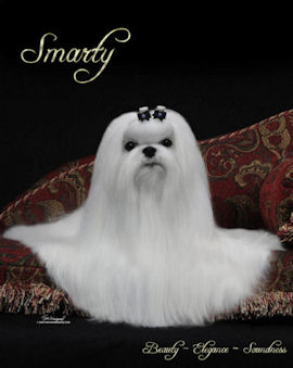 maltese kennel